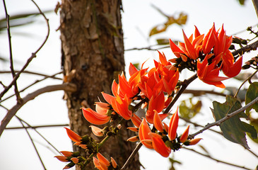 Orange  flowers or Butea monosperma on tree in the garden
