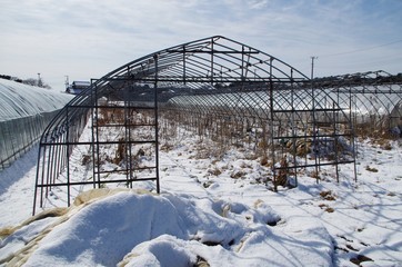 ビニールハウスの冬景色