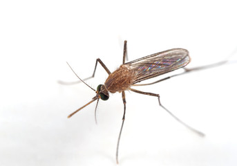 Macro Photo of Mosquito on White Floor