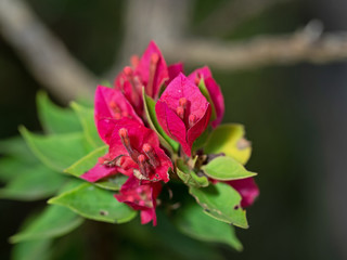 Macro Photo of Pink Bougainvillea Flowers Isolated on Blurry Background, Selective Focus