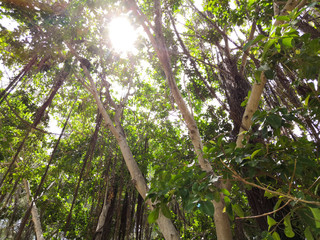Sunlight coming through the banyan tree in the daytime.