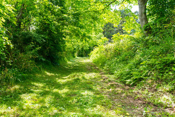 新緑に囲まれた緑の道