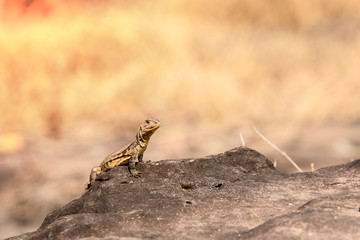 Butterfly lizard (Leiolepsis belliana)Small-scaled lizards, Ground lizards, Butterfly agamas