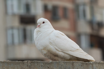 A Beautiful White Pigeon on a Break