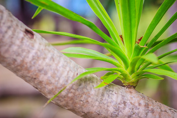 Green sprout of Dracaena loureiri Gagnep (Chan phaa) tree in the garden. Dracaena loureiri Gagnep...