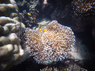 coral, coralline, sea fan, brown soft coral with sunlight in similan, Myanmar - Image