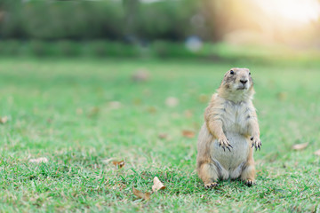 Prairie dog is animal at the garden