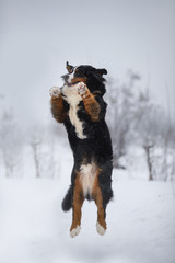 Berner Sennenhund big dog on walk in winter landscape