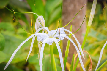 Beautiful white flower of Crinum asiaticum (poison bulb, giant crinum lily, grand crinum lily, spider lily) is a plant species widely planted in many warmer regions as an ornamental.