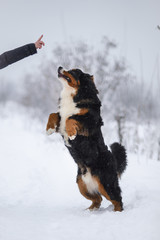 Berner Sennenhund big dog on walk in winter landscape