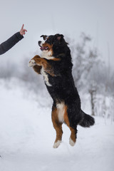 Berner Sennenhund big dog on walk in winter landscape
