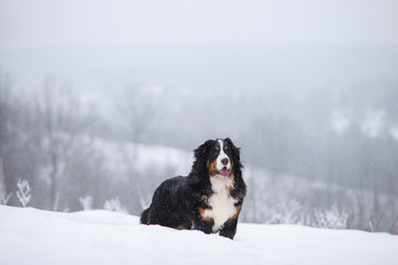 Naklejka na ściany i meble Berner Sennenhund big dog on walk in winter landscape