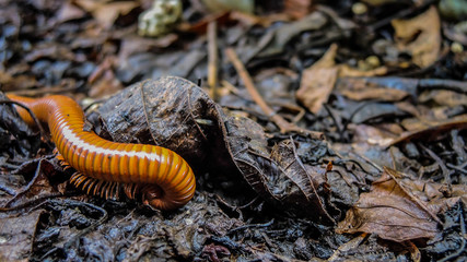 Giant bronw millipede in tropical rainforest of Thailand, round-backed millipede, Harpagophoridae curled up in habitat. 