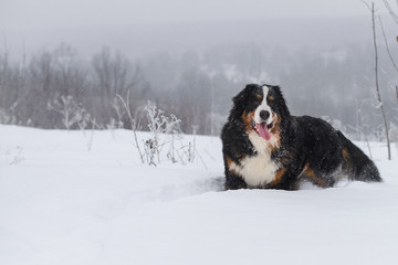 Berner Sennenhund big dog on walk in winter landscape