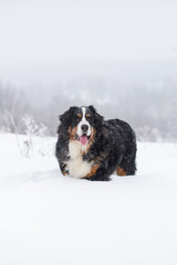 Berner Sennenhund big dog on walk in winter landscape