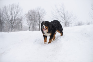 Berner Sennenhund big dog on walk in winter landscape