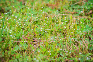 Tiny wild grass flower in the green field background.