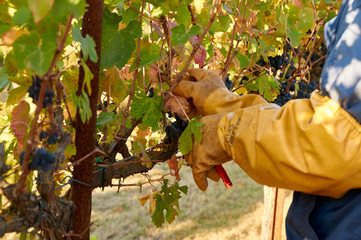 young man picking grapes in a vineyard