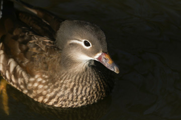 A pretty head shot of a wild female Mandarin duck (Aix galericulata) swimming on a lake in the UK.	