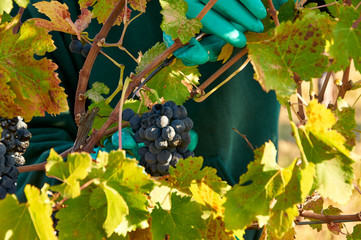 picking red wine grapes 
