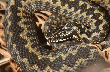 A beautiful Adder (Vipera berus) snake just out of Hibernation basking in the morning sunshine.