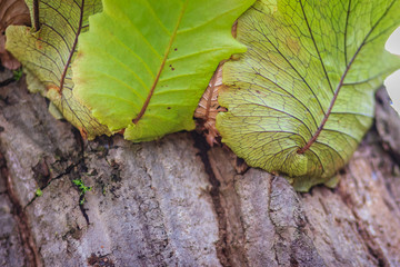 Green wild orchid is growing on the tree in tropical rainforest.