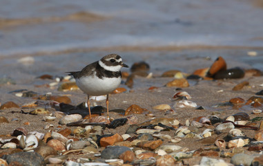 A pretty Ringed plover (Charadrius hiaticula) on the shoreline at high tide.
