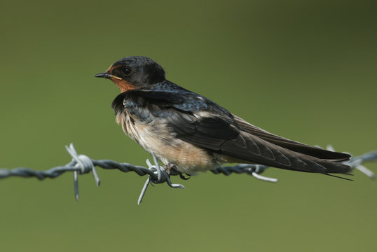 A stunning Swallow (Hirundo rustica) perched on a barbed wire fence.	