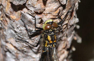 The head shot of a newly emerged rare White-faced Darter Dragonfly (Leucorrhinia dubia) perched on a tree.