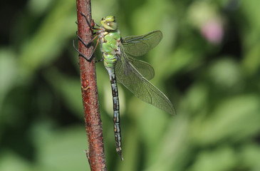 A pretty Emperor Dragonfly (Anax imperator) perched on a twig.	