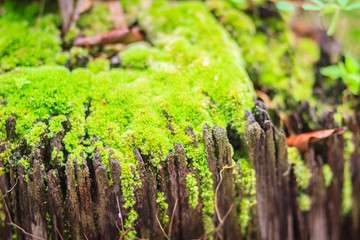 Green mossy background cover the rough stones in the tropical forrest. Gray stone with green moss texture background. Closeup old stone overgrown with green moss in natural forest.