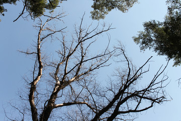 tree and blue sky