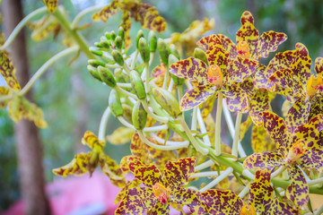 Beautiful tiger orchid flower (Grammatophyllum speciosum) in the public national park. Grammatophyllum speciosum, also called giant orchid, tiger orchid, sugar cane orchid or queen of the orchids.