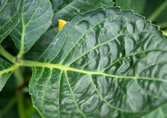 Close up of tropical leaves  in garden park