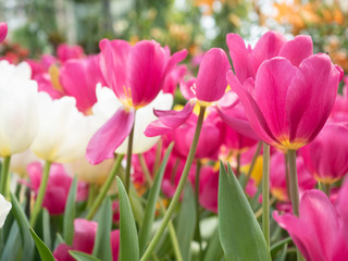 Colorful Tulips flower blooming with soft light morning in the garden 