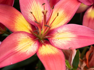 Close up of Lily flower blooming on soft light morning