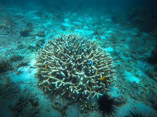 Fototapeta na wymiar coral, coralline, sea fan, brown soft coral with sunlight in similan, Myanmar - Image