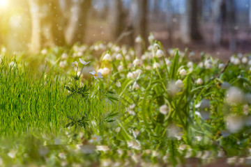 Fototapeta premium Wild flower in grass reflection in water