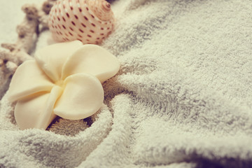 spa concept with shells and flower