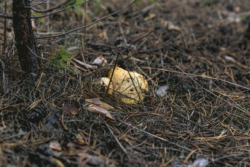 Mushroom Suillus in the grass in a pine forest