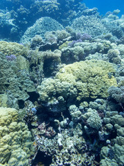 Colorful coral reef at the bottom of tropical sea, hard corals, underwater landscape.