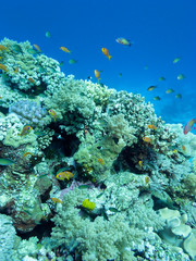 Fototapeta na wymiar Colorful coral reef at the bottom of tropical sea, underwater landscape