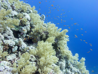 Colorful coral reef at the bottom of tropical sea, underwater landscape.