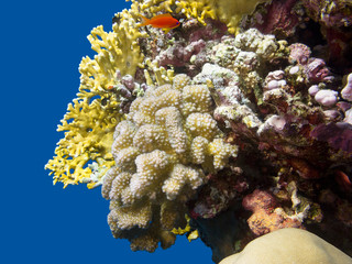 Colorful coral reef at the bottom of tropical sea, underwater landscape.
