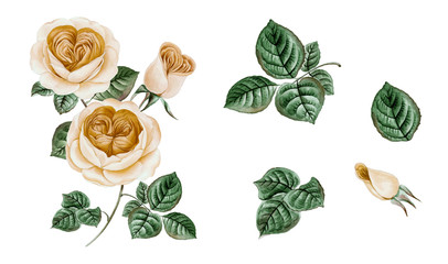 Vintage roses set. Watercolor illustration. Design elements for cards, invitations and textile. Isolated on white.