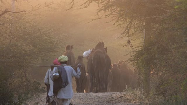 Nomadic camel herders and camels in Rajasthan, India