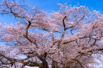 full bloom beautiful pink cherry blossoms flowers ( sakura ) in springtime sunny day with soft natural background