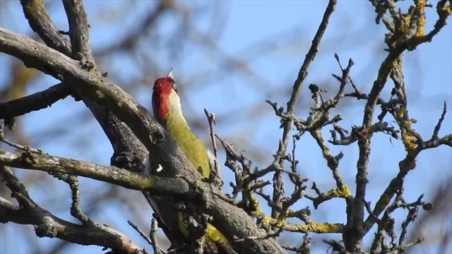 Gr&uuml;nspecht&nbsp;(Picus viridis)