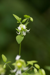 ナンバンハコベ