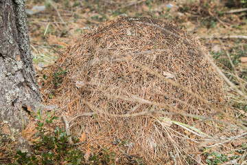 Ant hill in a pine forest in early spring